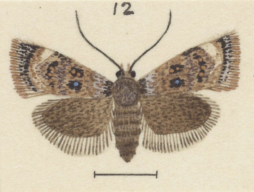 Image of Corocosma memorabilis Meyrick 1927