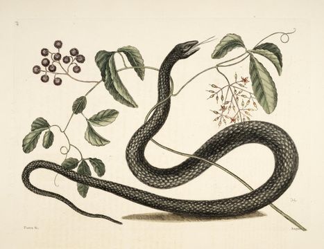 Image of eastern rat snake