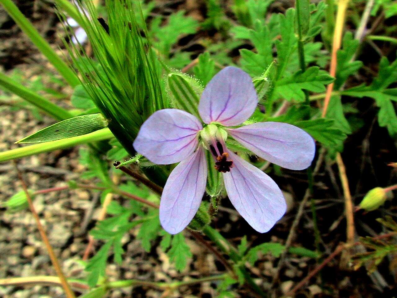 Image de Erodium ciconium (L.) L'Her.