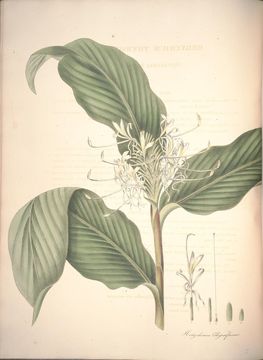 Image of Hedychium thyrsiforme Sm.