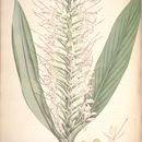 Image of Hedychium elatum R. Br.