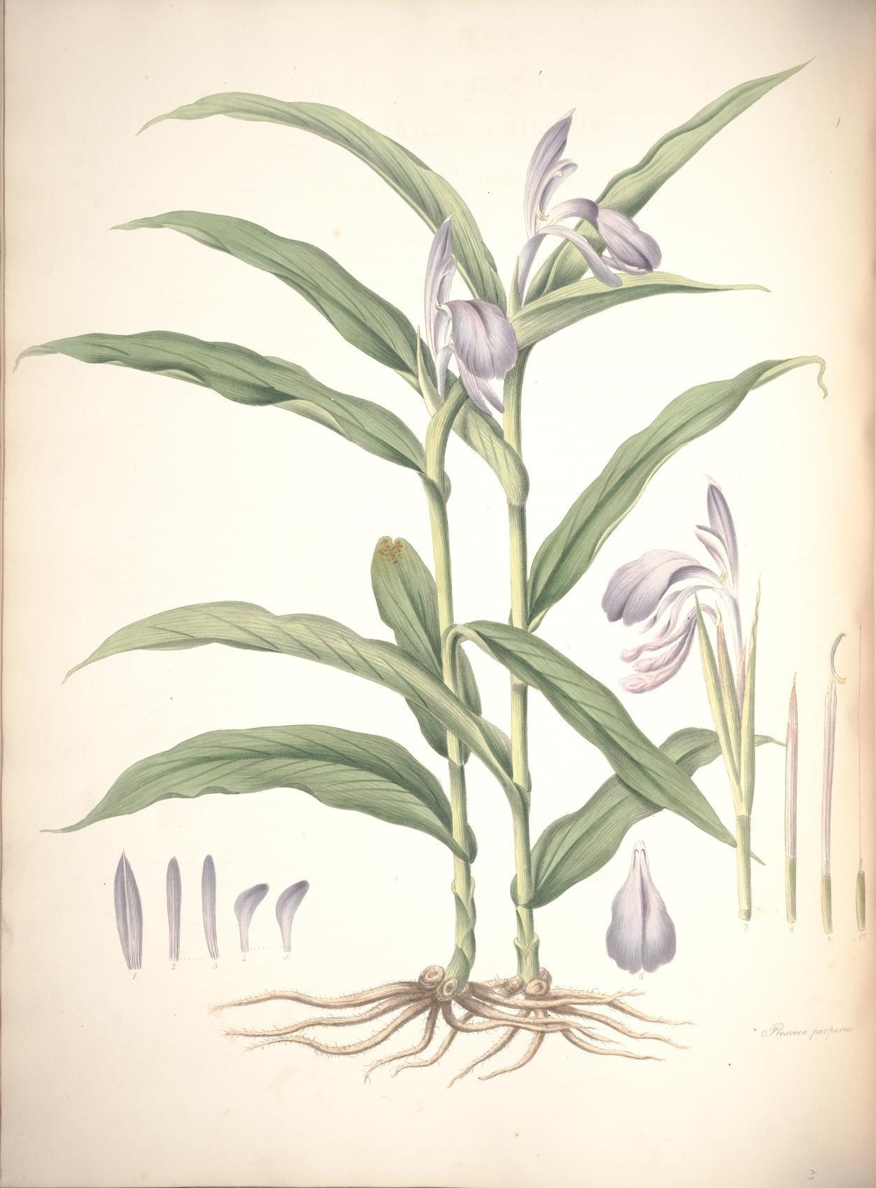 Image de Roscoea purpurea Sm.