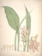 Image de Curcuma aromatica Salisb.