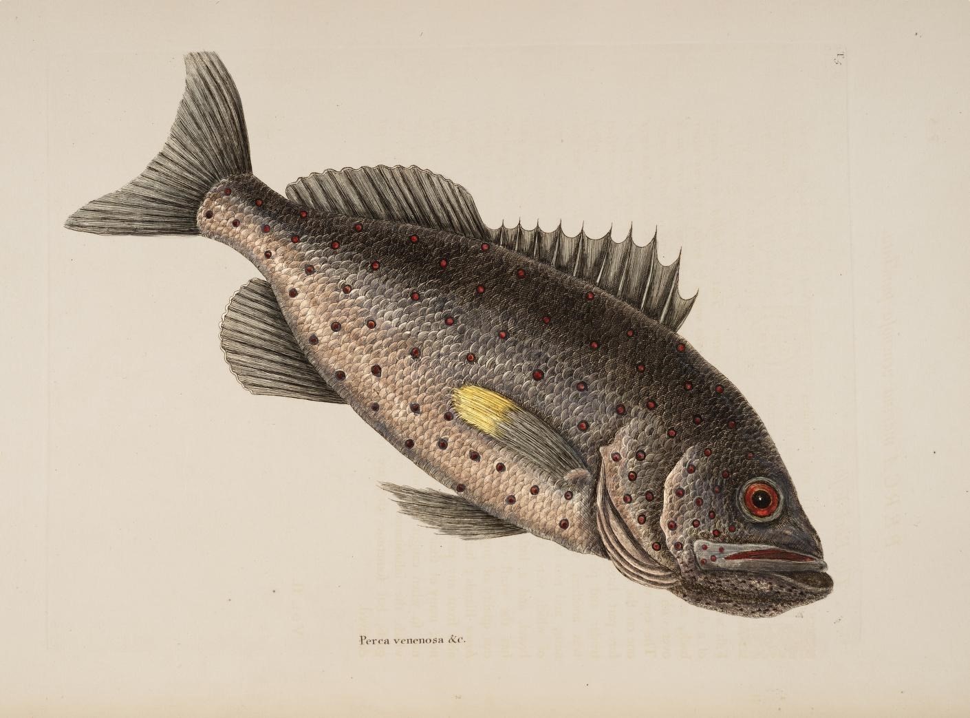 Image of Yellowfin Grouper