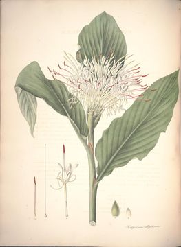 Image of Hedychium ellipticum Buch.-Ham. ex Sm.