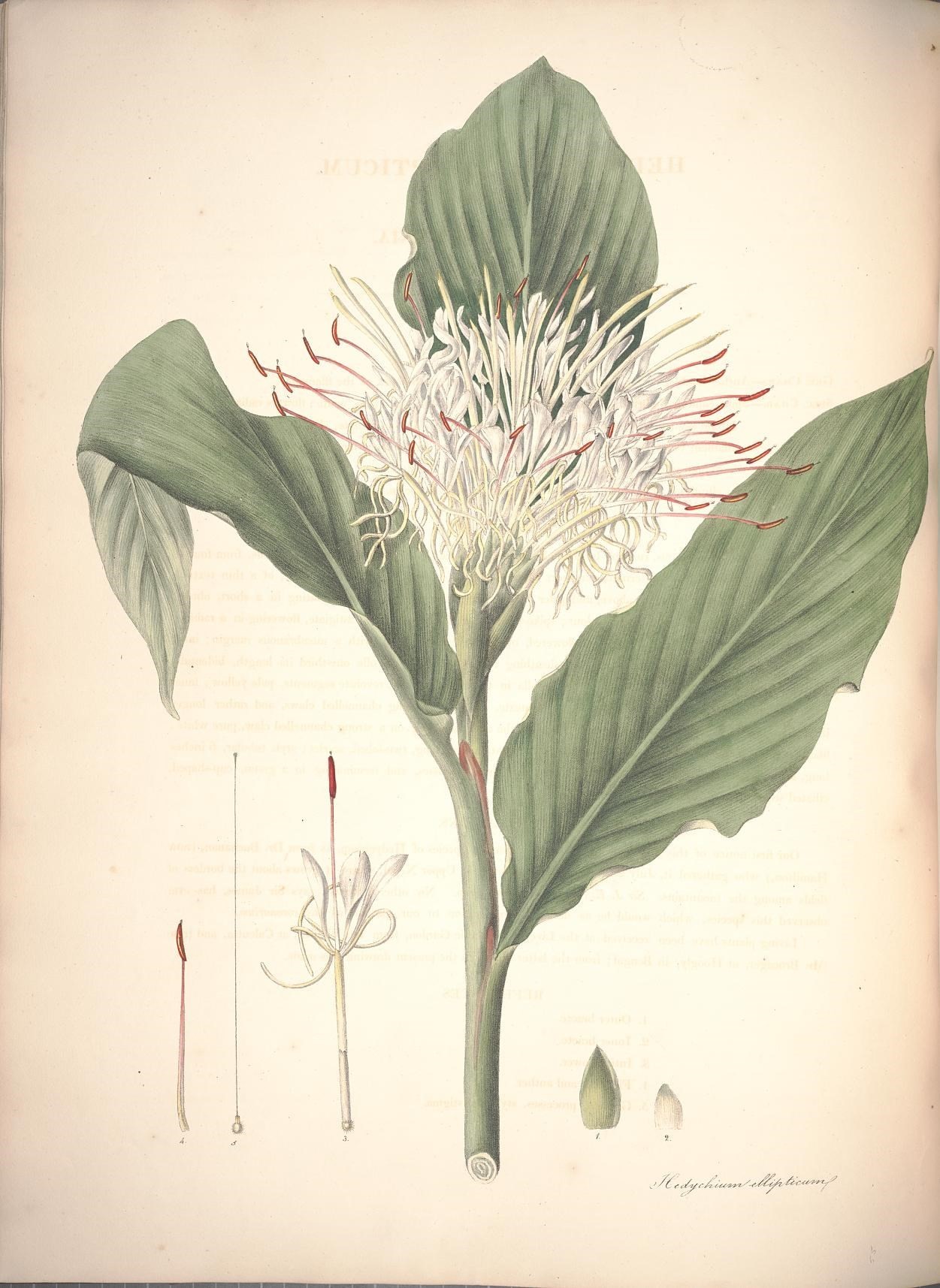 Plancia ëd Hedychium ellipticum Buch.-Ham. ex Sm.