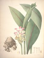 Imagem de Curcuma latifolia Roscoe