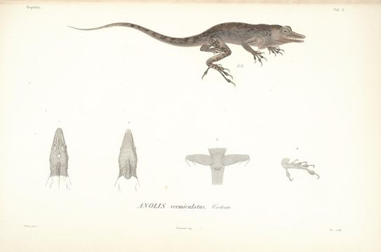 Sivun Anolis vermiculatus Cocteau 1837 kuva