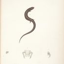 صورة Diploglossus delasagra (Cocteau 1838)