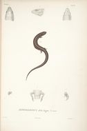 Image de Diploglossus delasagra (Cocteau 1838)