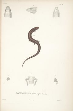 Image of Cuban galliwasp