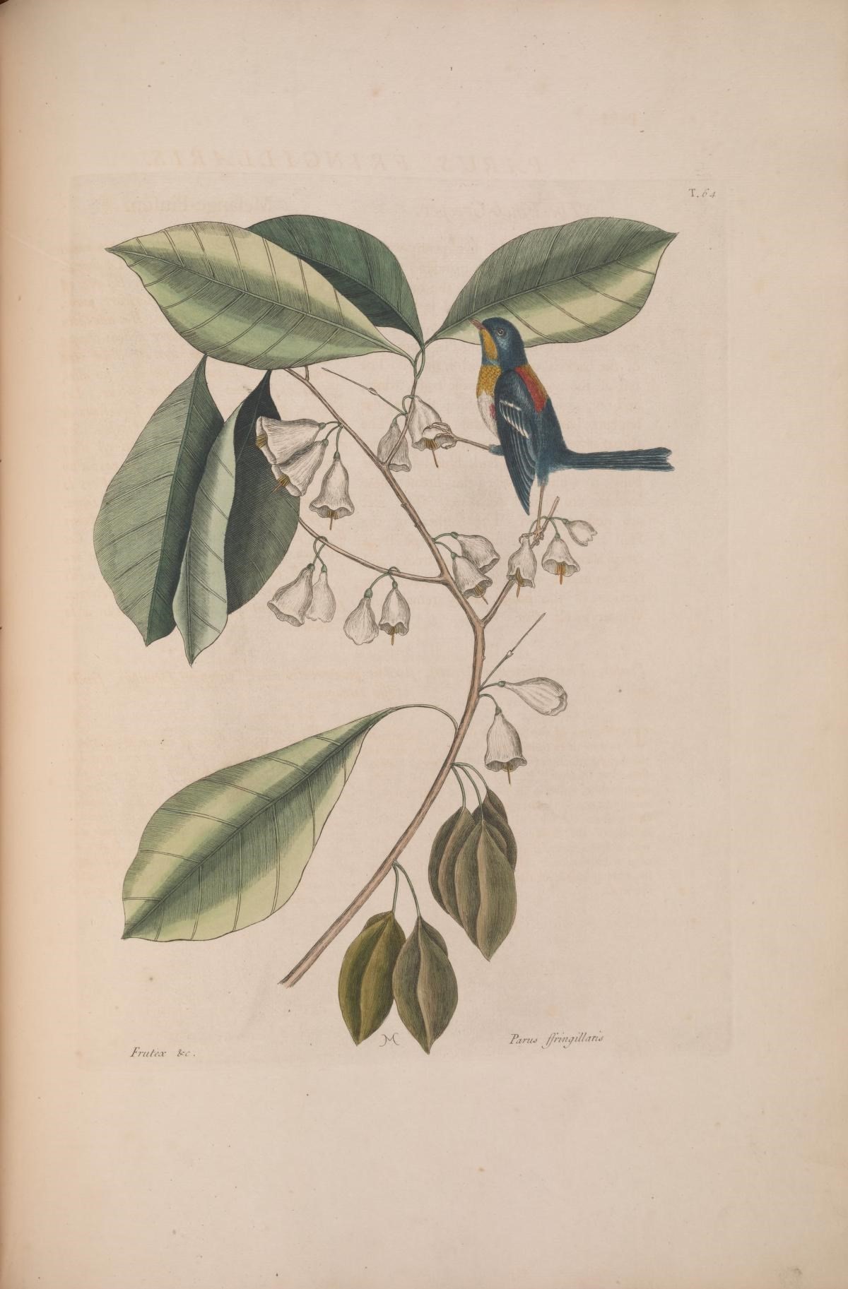 Image de Halesia tetraptera J. Ellis