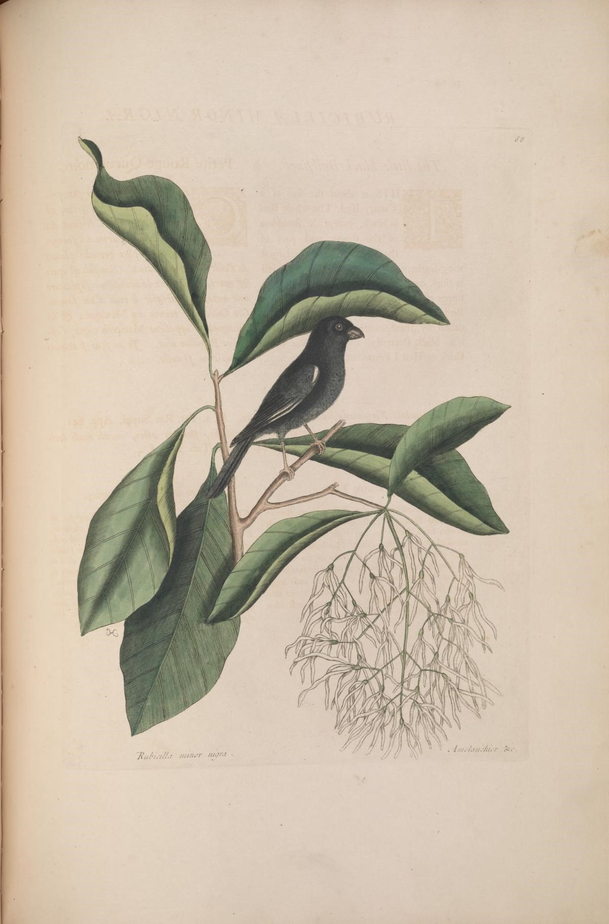 Imagem de Chionanthus virginicus L.