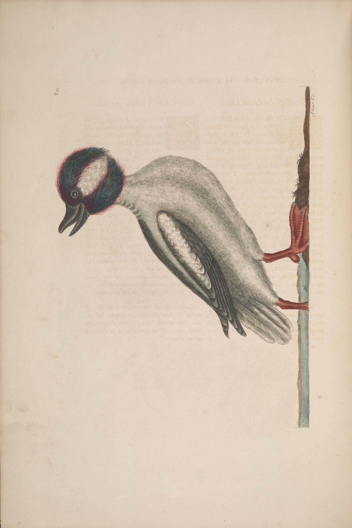 Image of Bucephala Baird & SF 1858