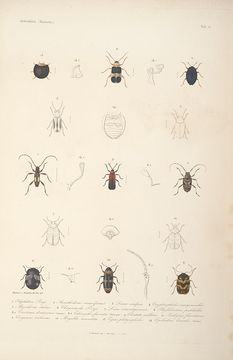 Image of Stizocera poeyi (Chevrolat 1838)