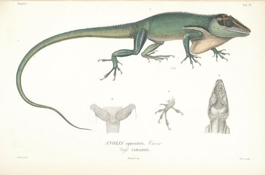 Image of Cuban Giant Anole