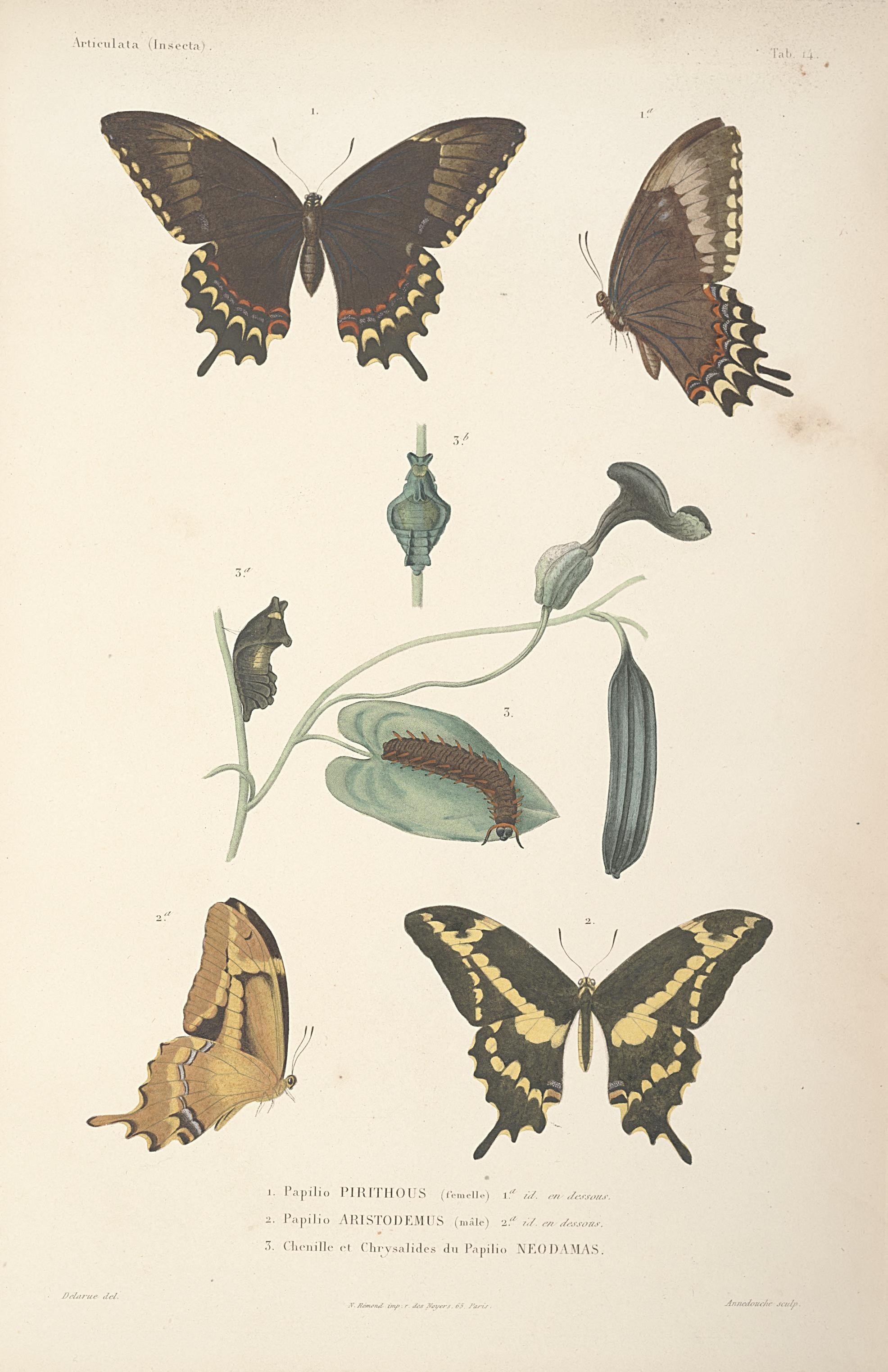Sivun Papilio astyalus Godart 1819 kuva