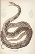 Image of Cuban Boa