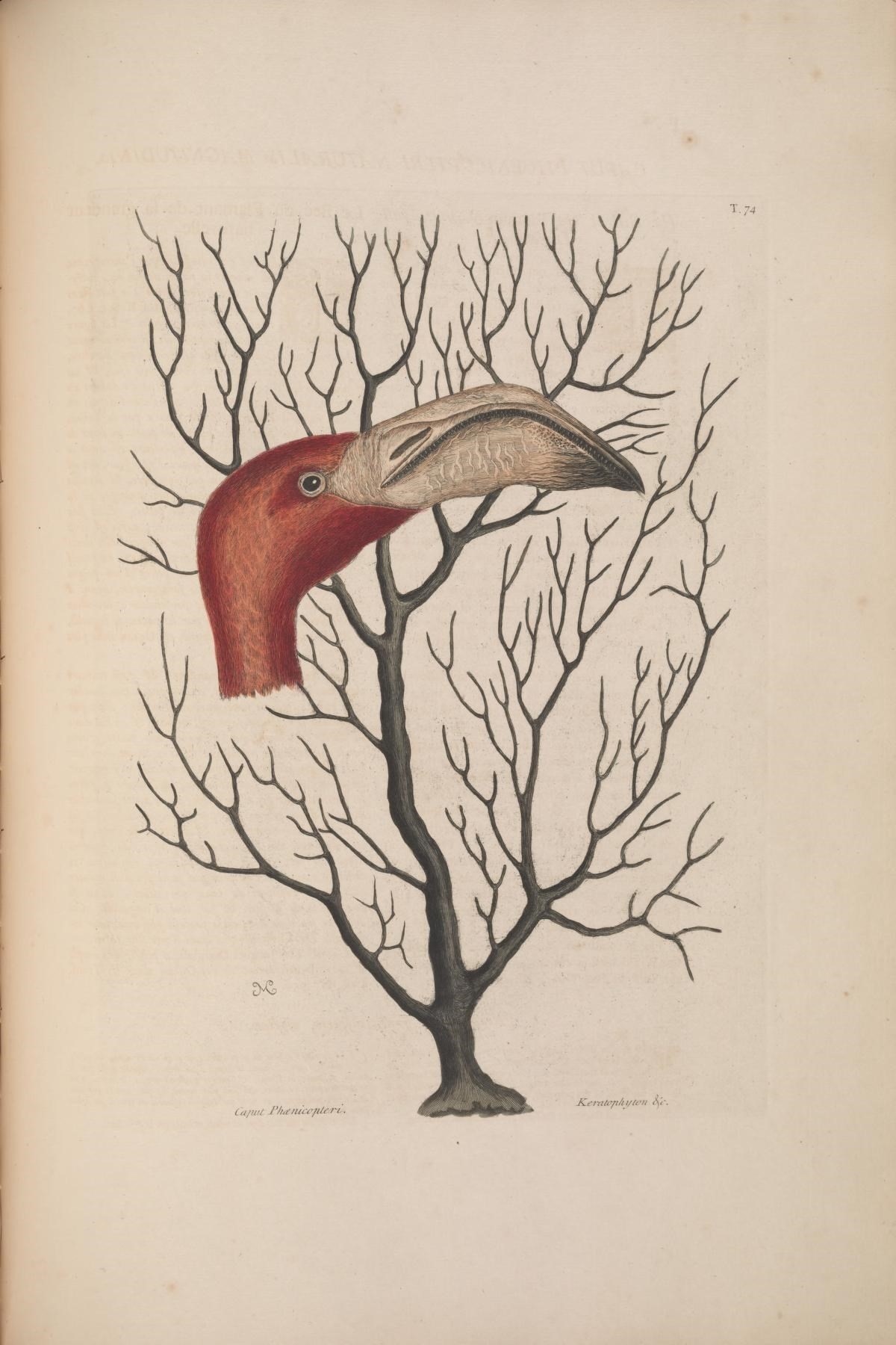 Image of Eunicea flexuosa (Lamouroux 1821)