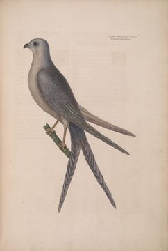 Image of Elanoides Vieillot 1818