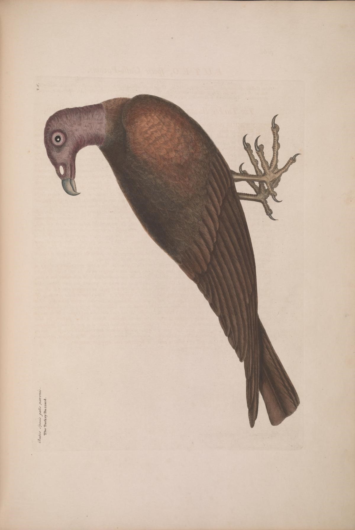 Image of Cathartes Illiger 1811