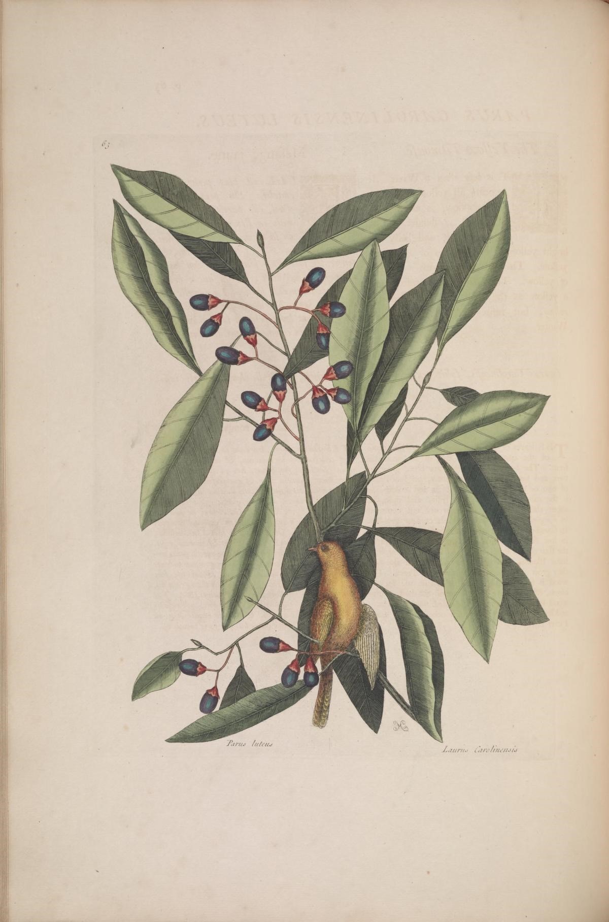 Sivun Persea borbonia (L.) Spreng. kuva