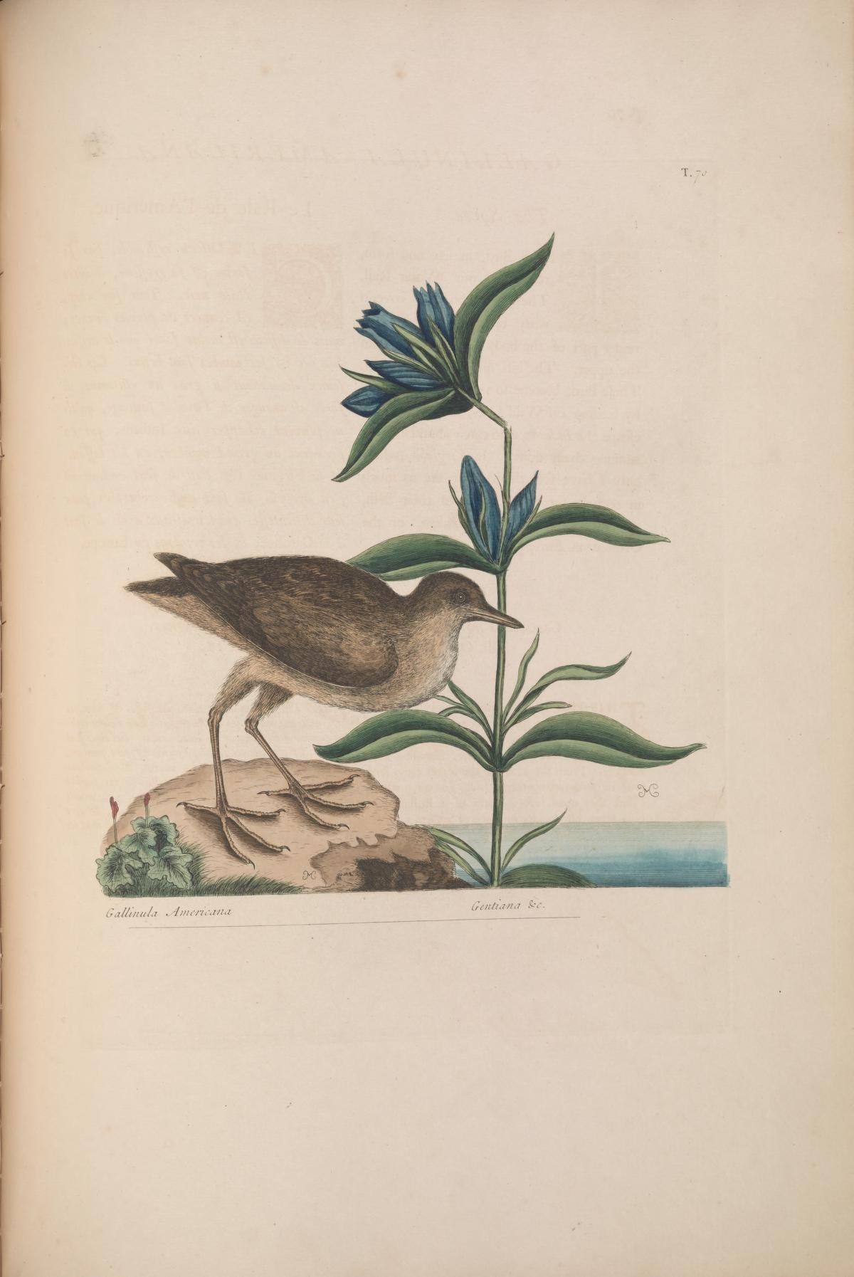 Image of Elliott's gentian