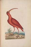 Image of Scarlet Ibis