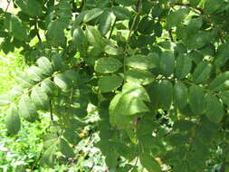 Image of chestnut rose