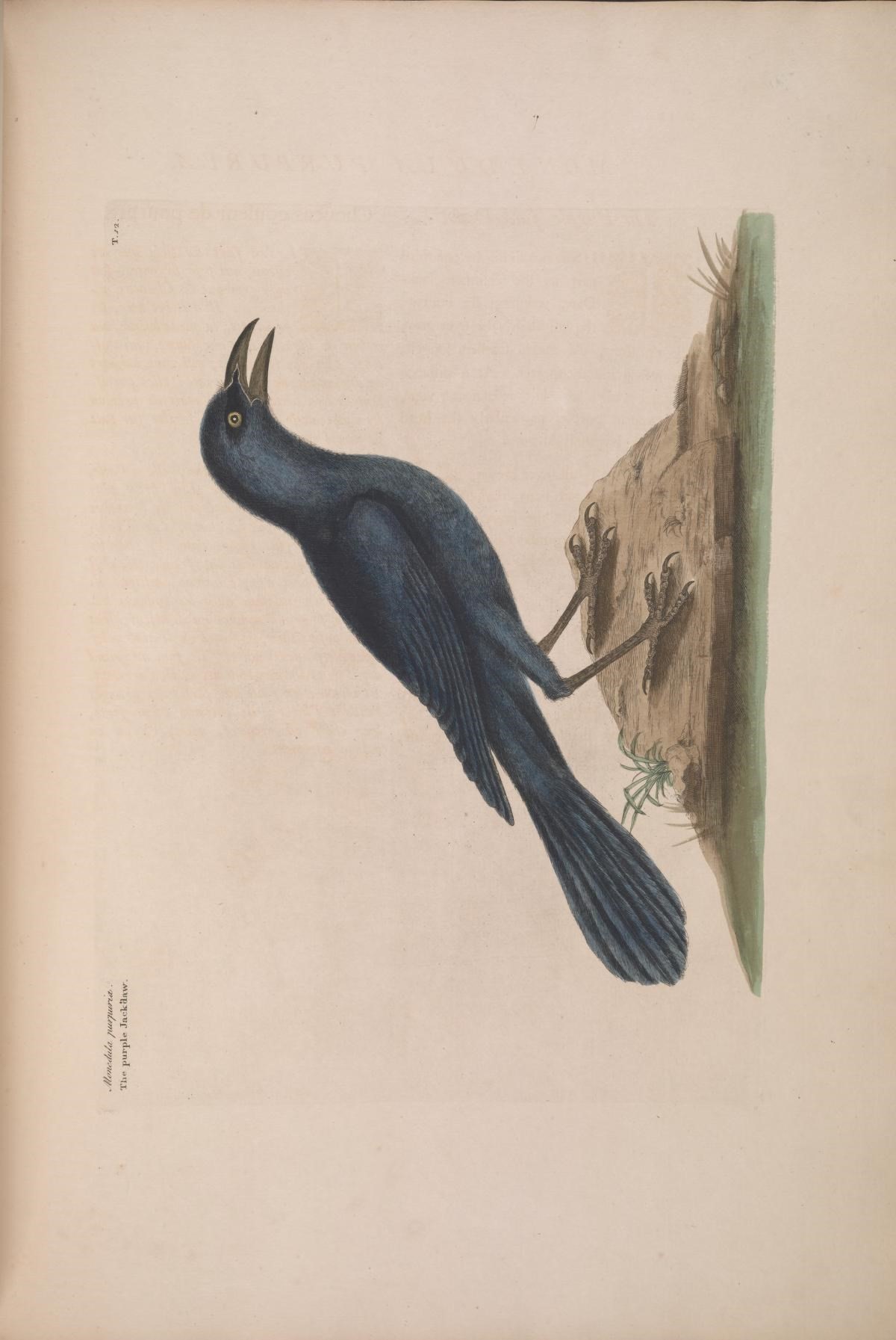 Image of Common Grackle