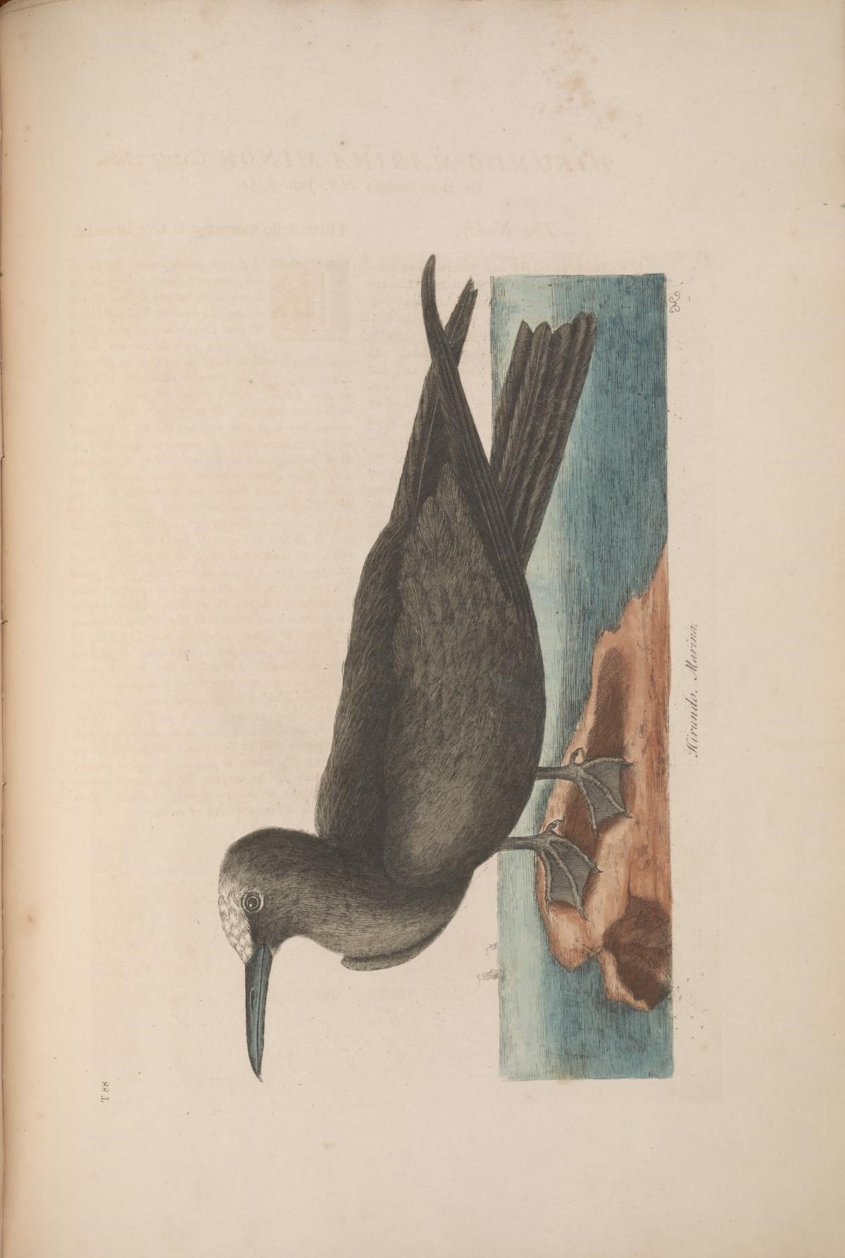 Image of Brown Noddy