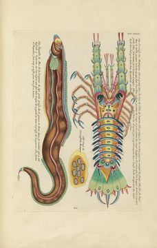 Image of Ornate Spiny Lobster