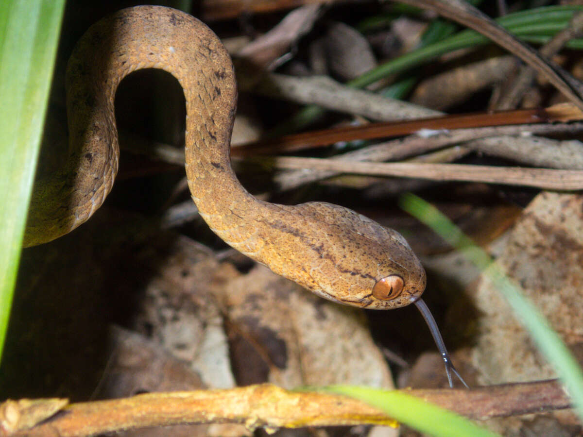Image of Keeled Slug-eating Snake
