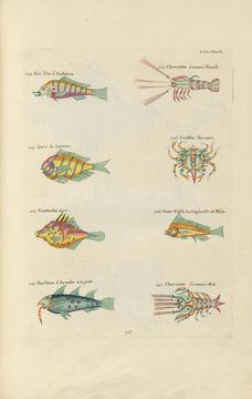 Слика од Amblycirrhitus bimacula (Jenkins 1903)