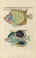 Image of Angelfish