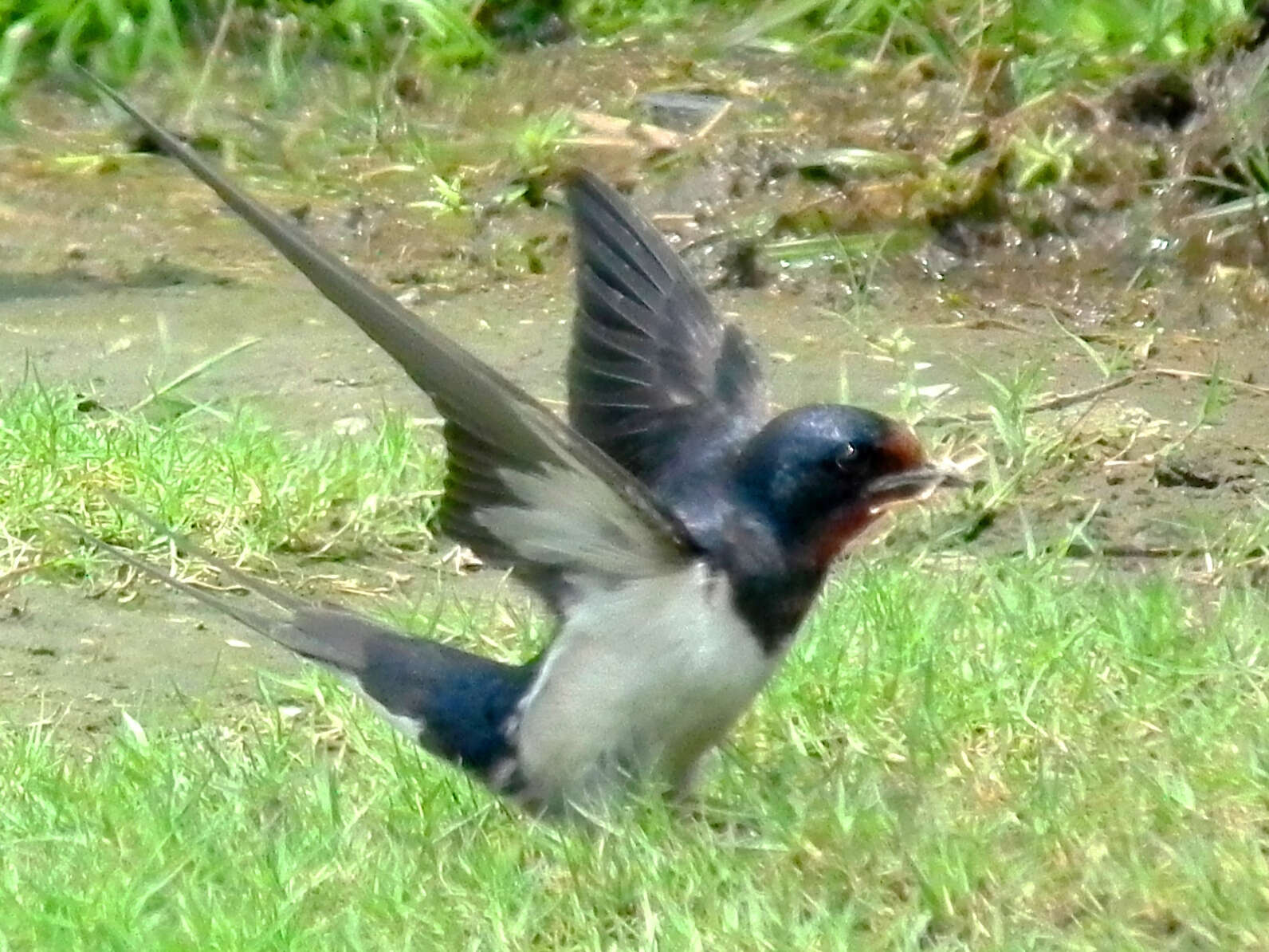 Image of Hirundo Linnaeus 1758