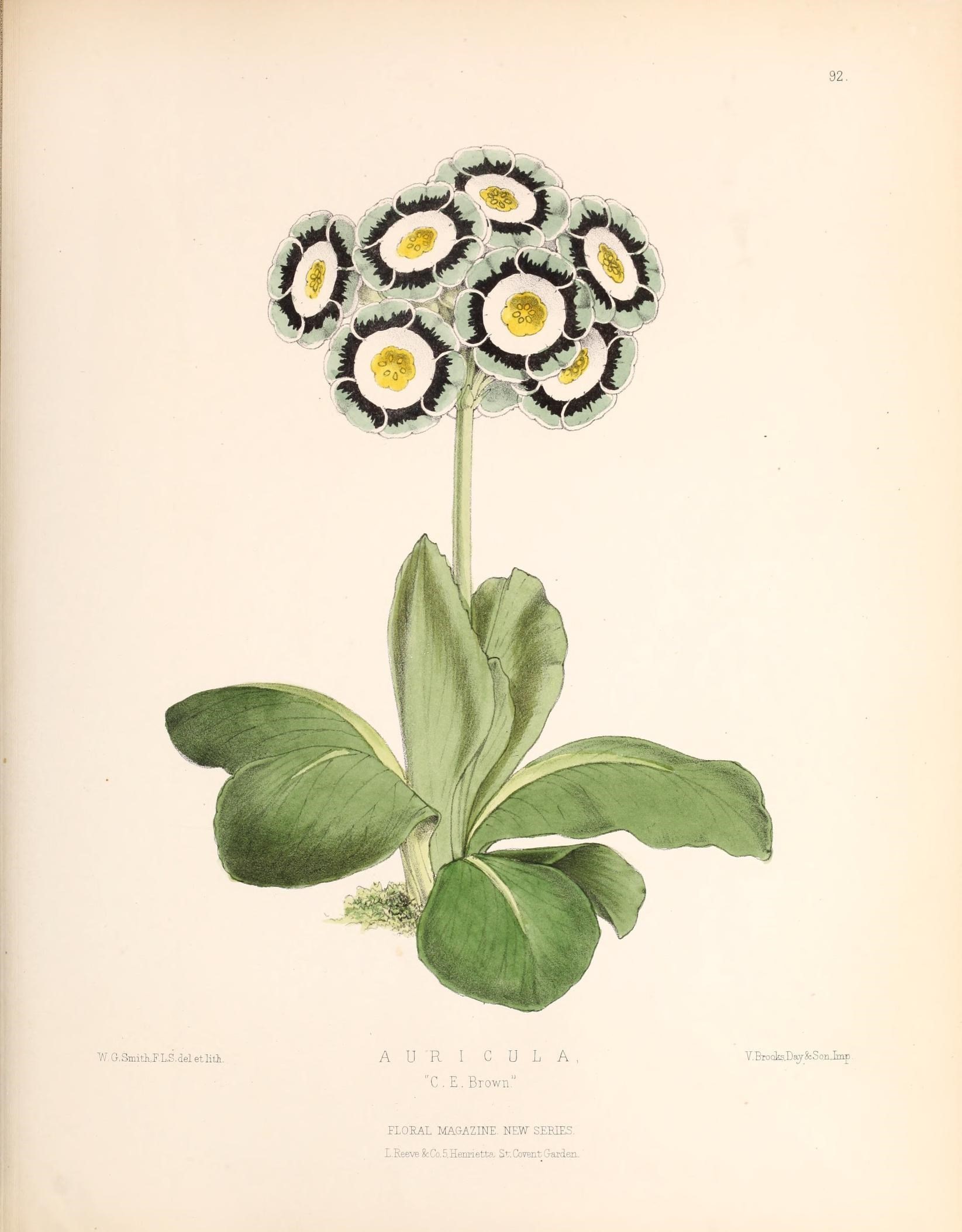 Image of Primula auricula L.