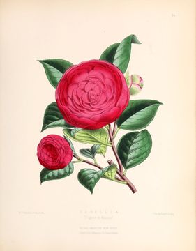 Image of camellia