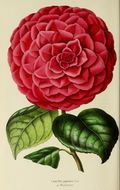 Image of camellia