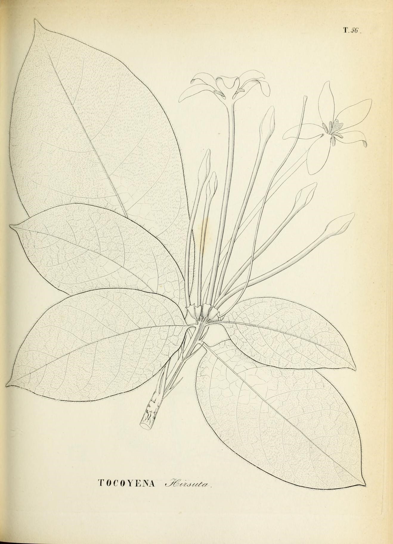 Image of Tocoyena formosa (Cham. & Schltdl.) K. Schum.