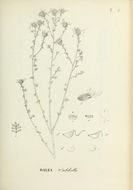 Sivun Dalea pulchella G. Don kuva