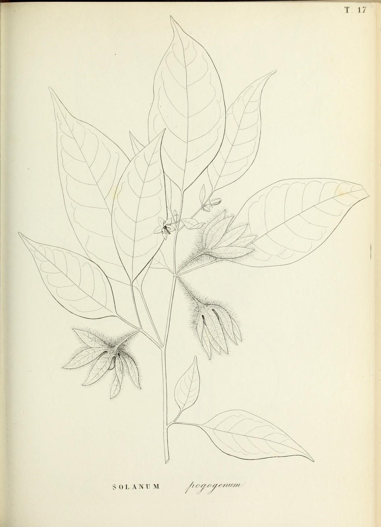 Image of Aureliana pogogena (Moric.) I. M. C. Rodrigues & Stehmann