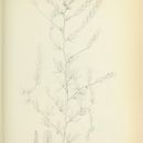 Image of Zornia gardneriana Moric.