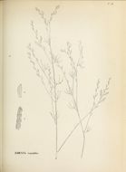 Image of Zornia tenuifolia Moric.