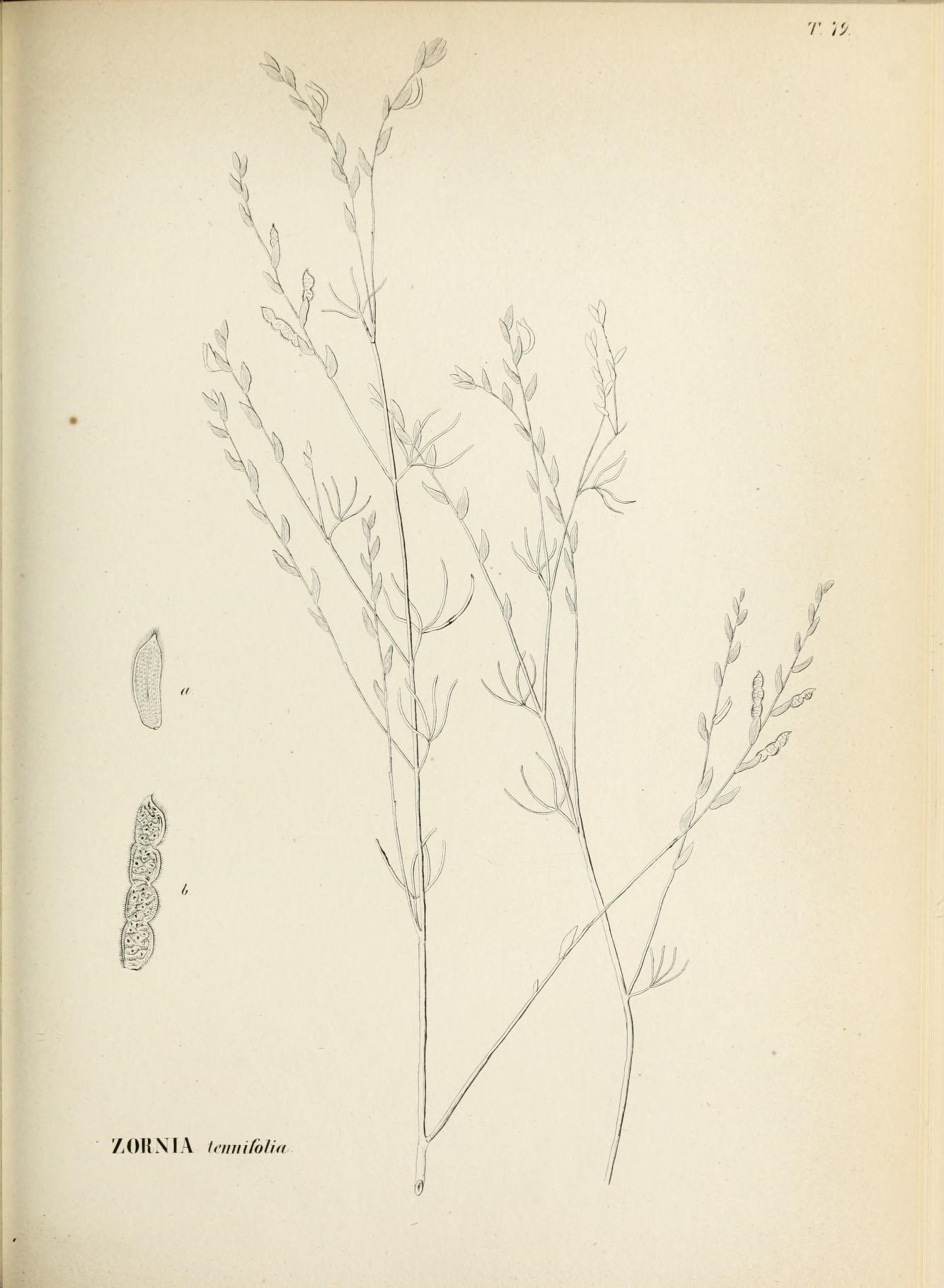 Image of Zornia tenuifolia Moric.