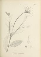 Image of Varronia leucocephala (Moric.) J. S. Mill.