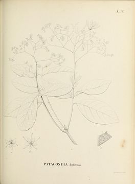 Image of Cordia incognita Gottschling & J. S. Mill.