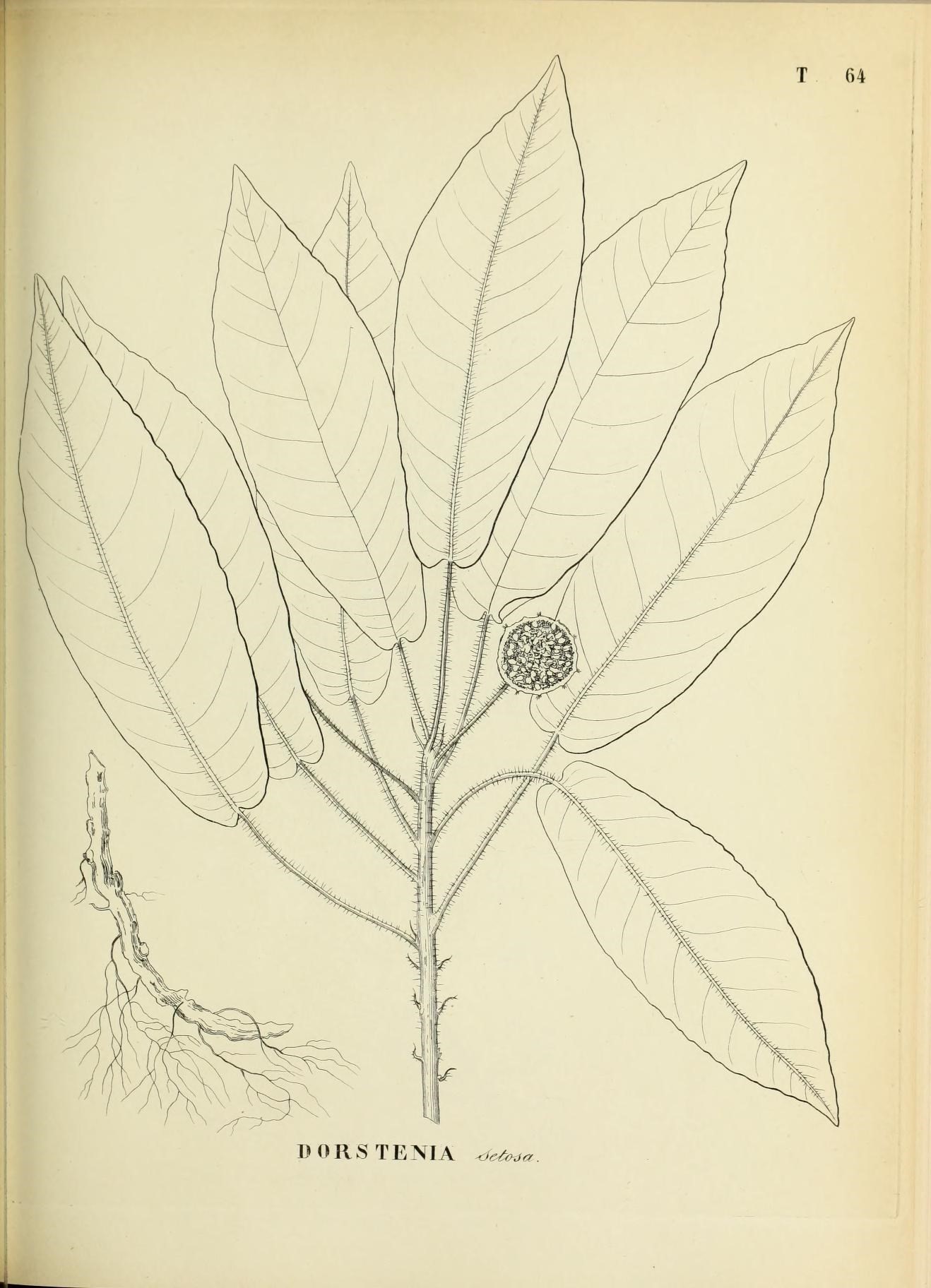 Image of Dorstenia setosa Moric.