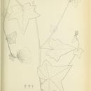 Sivun Pavonia humifusa A. St.-Hil. kuva