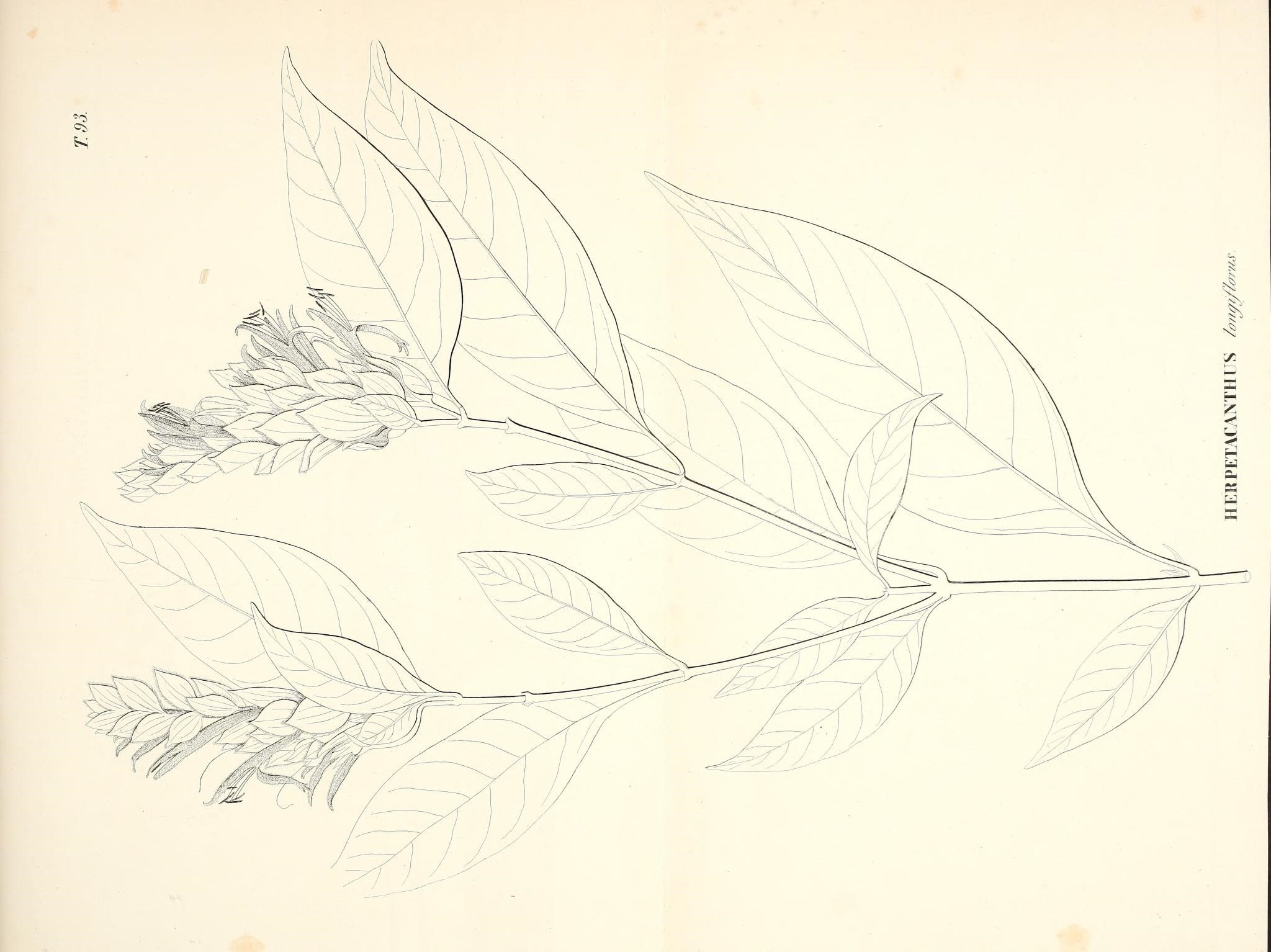 Image of Herpetacanthus longiflorus Moric.